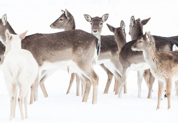 herd of fallow deer in winter