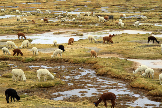 Group of llamas in high Andean altiplano