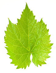 Grape leaf