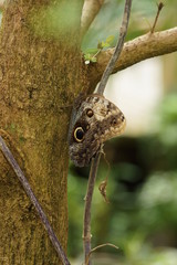 Forest Giant Owl - Caligo eurilochus