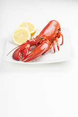 Raw lobster isolated