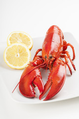 Raw lobster isolated