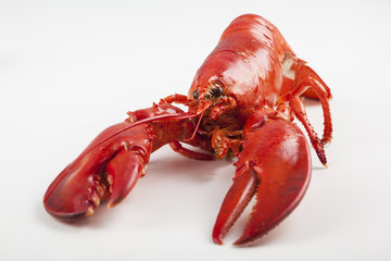 Raw lobster isolated