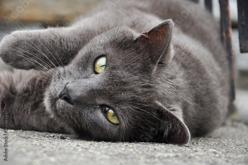 Gatto Certosino Immagini E Fotografie Royalty Free Su Fotoliacom
