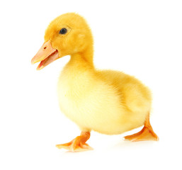 Cute duckling, isolated on white