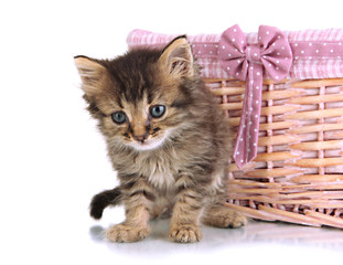 Small kitten in basket isolated on white