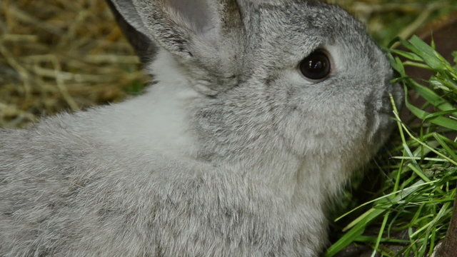 chinchilla rabbit nibbling on grass