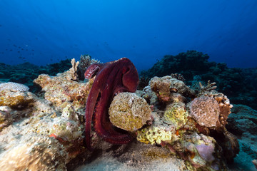 Naklejka na ściany i meble Reef octopus (octopus cyaneus) in the Red Sea.