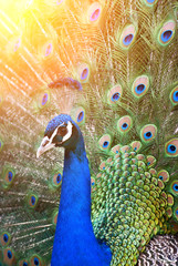 Naklejka premium portrait of peacock with feathers