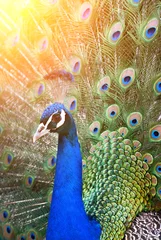 Photo sur Plexiglas Paon portrait de paon avec des plumes