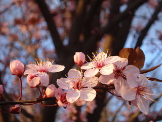 Blossoming plum twig