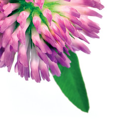 Trifolium pratense Red clover flower and leaves macro isolated
