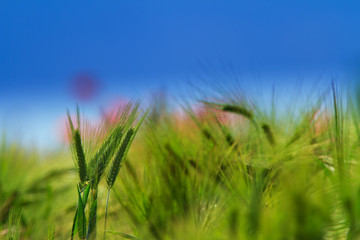 Field of green barley and red poppies in European rural area