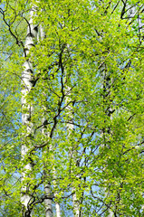 Fototapeta premium The branches of birch trees