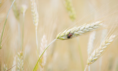 wheat insect