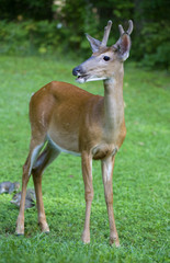 Four pointer