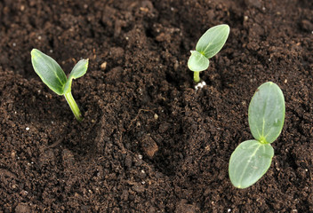 Green seedling growing from soil close-up.