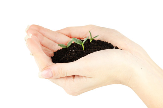 Green seedling growing from soil.in hands