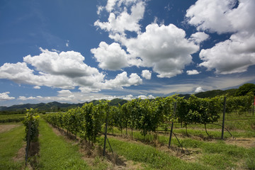 Fototapeta na wymiar Clouds over vineyard