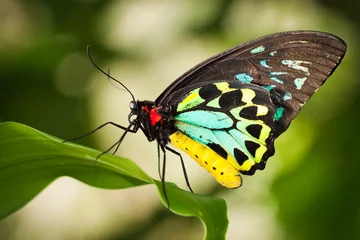 Selbstklebende Fototapete Schmetterling Vogelflügel-Schmetterling