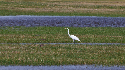 Obraz premium Egret in the grasslands