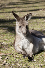 australian kangaroo wideangle
