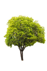 Fototapeta na wymiar Green tree isolated