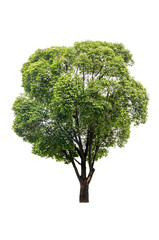 Green tree isolated
