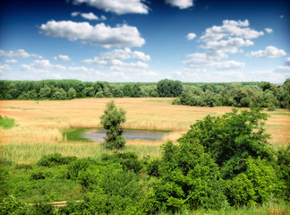 Obraz na płótnie Canvas reed in the water, wast meadow and trees at the horizon.