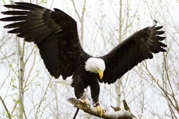 Bald eagle © arinahabich