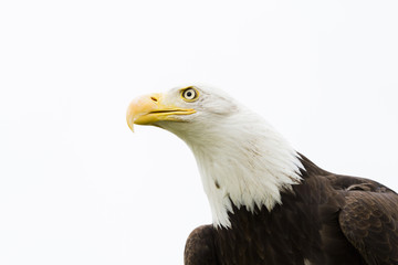 Bald eagle