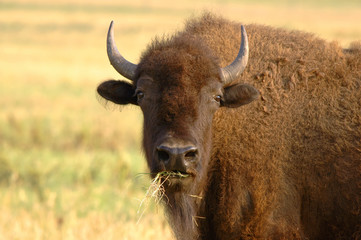 Portrait of American Bison or buffalo eating hay
