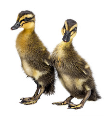 two cute ducklings isolated on white background