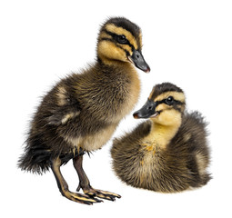 two cute ducklings