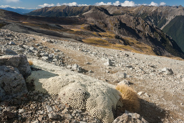vegetable sheep growing in Nelson Lakes National Park