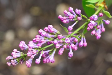 Common lilac buds just before blooming in spring just after rain