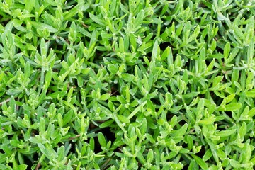 Full frame photo of green lavender without flowers