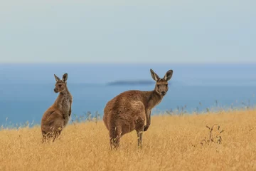 Selbstklebende Fototapeten A curious and observant Kangaroo on the South coast of Australia © photodigitaal.nl