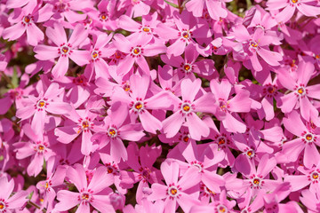 pink flowers background or backdrop