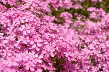 pink flowers in spring garden