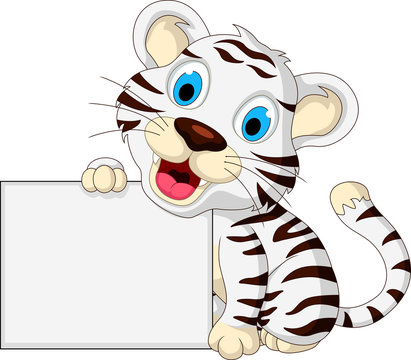 cute baby white tiger posing with blank sign