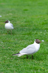 European seagull on the grass