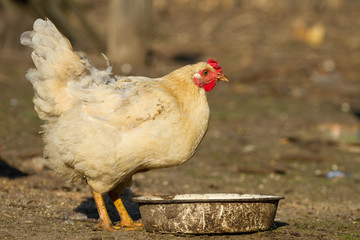 Chickens drinks water