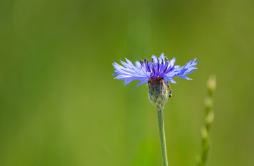 Blue cornflower
