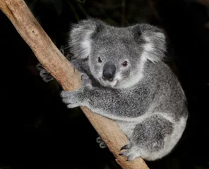 Foto op Plexiglas Australische koalabeer © markrhiggins