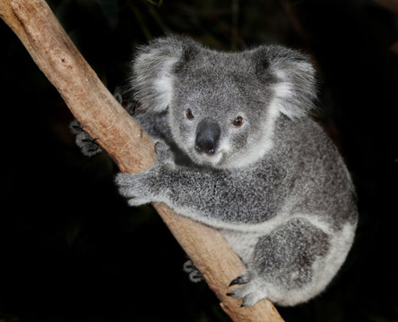 australian koala bear