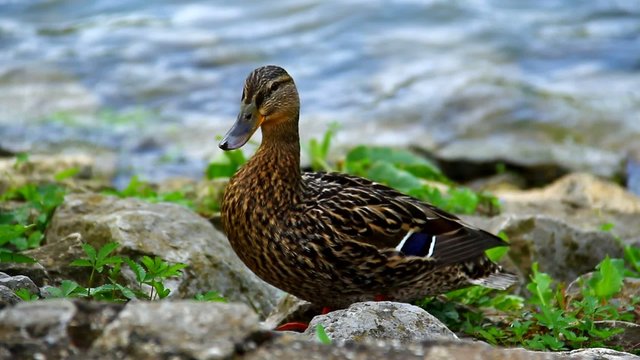 Duck on the shore of lake.