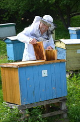 pszczelarz pracujący w pasiece w okresie wiosennym