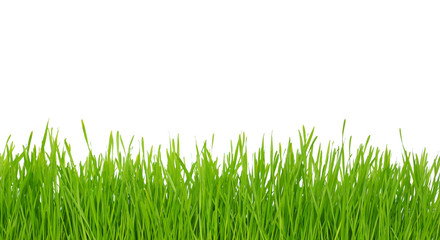 Fototapeta premium green grass