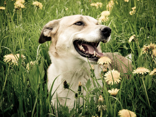 Hund in der Löwenzahn Wiese, Portrait, seitliche Vorderansicht,